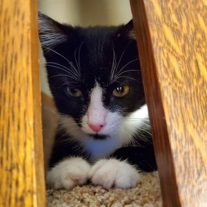 Meet your Posher, Addison